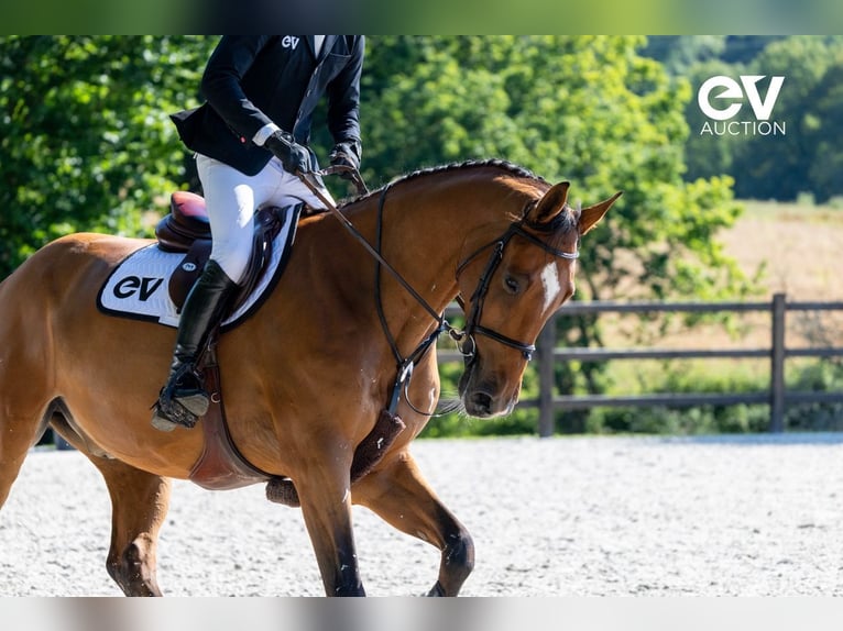 Belgisches Warmblut Wallach 7 Jahre 173 cm Brauner in Saint-Pierre-de-Coutances