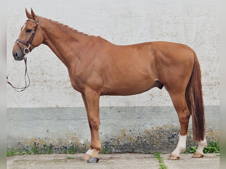 Belgisches Warmblut Wallach 7 Jahre 173 cm Fuchs in Someren