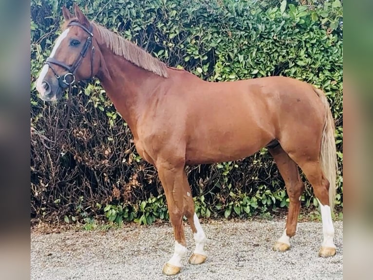 Belgisches Warmblut Wallach 7 Jahre 178 cm Fuchs in Bocholtz