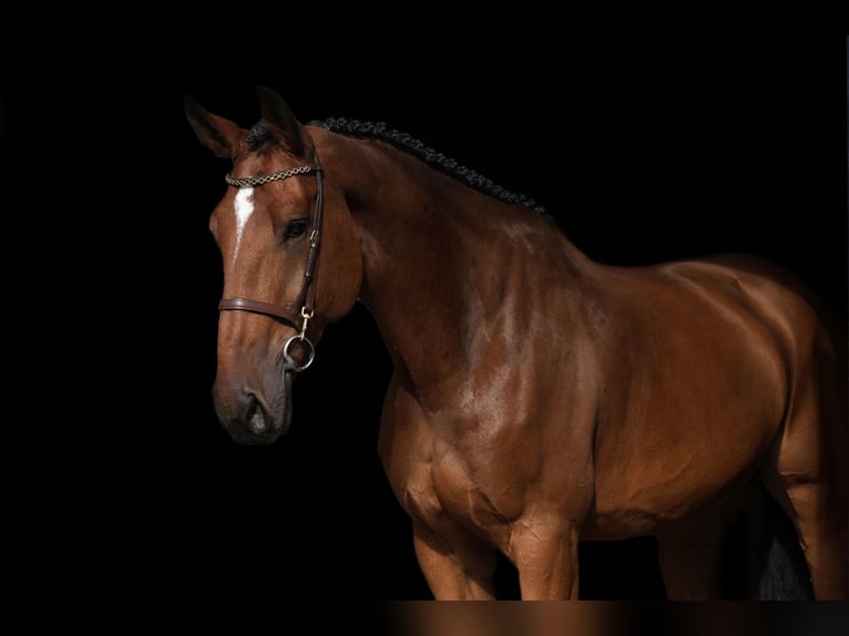 Belgisches Warmblut Wallach 7 Jahre 180 cm Brauner in Wierden Belgisches Warmblut Wallach 7 Jahre 180 cm Brauner in Wierden