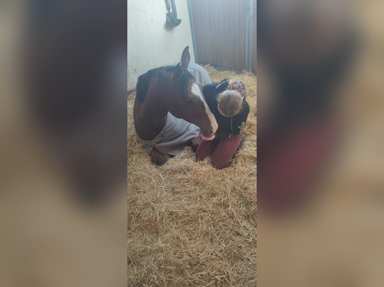 Belgisches Warmblut Wallach 7 Jahre in Weingarten