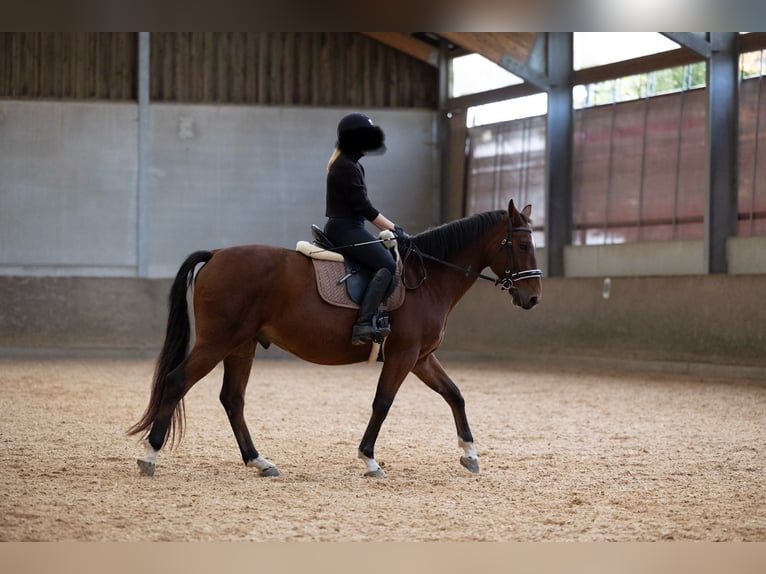 Belgisches Warmblut Wallach 8 Jahre 158 cm Brauner in Boulaide