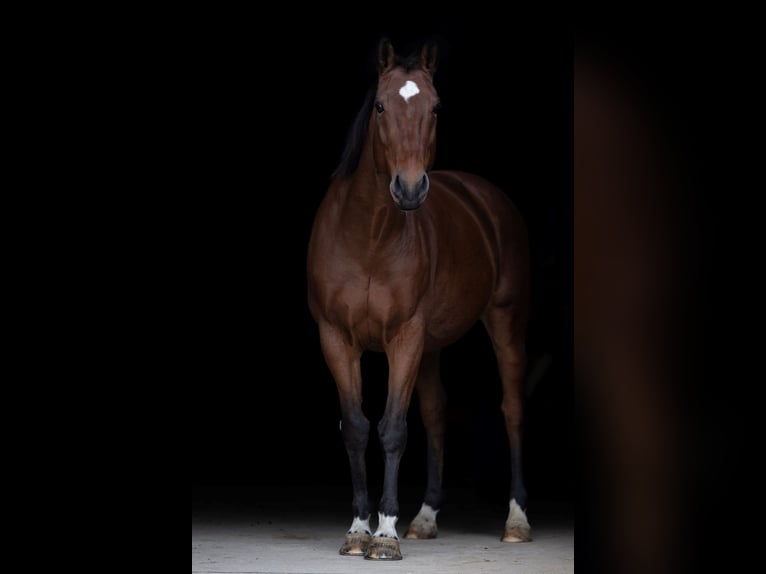Belgisches Warmblut Wallach 8 Jahre 158 cm Brauner in Boulaide