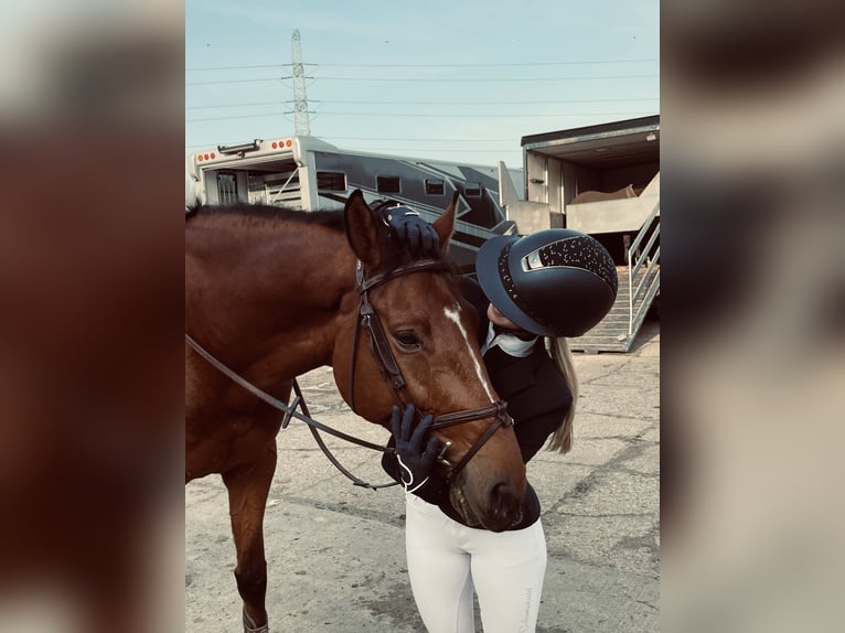 Belgisches Warmblut Wallach 8 Jahre 164 cm Brauner in Horebeke