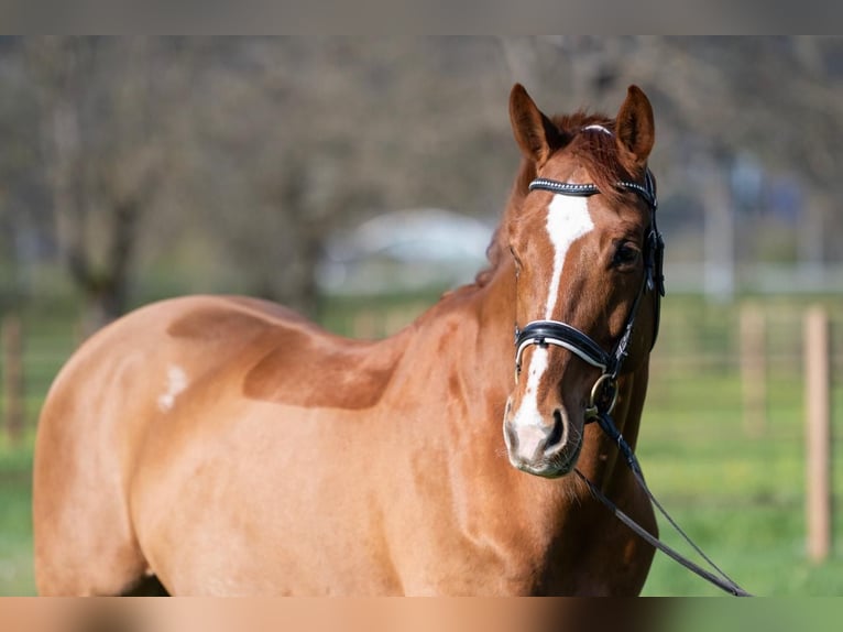 Belgisches Warmblut Wallach 8 Jahre 165 cm Fuchs in Interlaken
