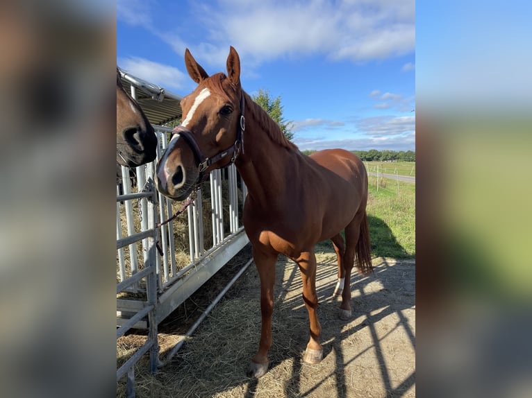 Belgisches Warmblut Wallach 8 Jahre 165 cm Fuchs in Hohenahr