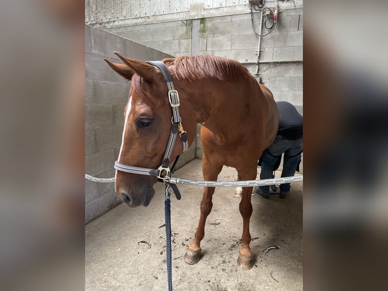 Belgisches Warmblut Wallach 8 Jahre 165 cm Fuchs in Hohenahr