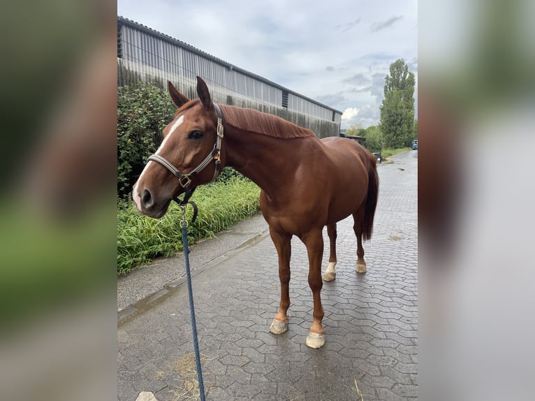 Belgisches Warmblut Wallach 8 Jahre 165 cm Fuchs in Hohenahr