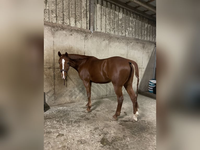 Belgisches Warmblut Wallach 8 Jahre 165 cm Fuchs in Hohenahr