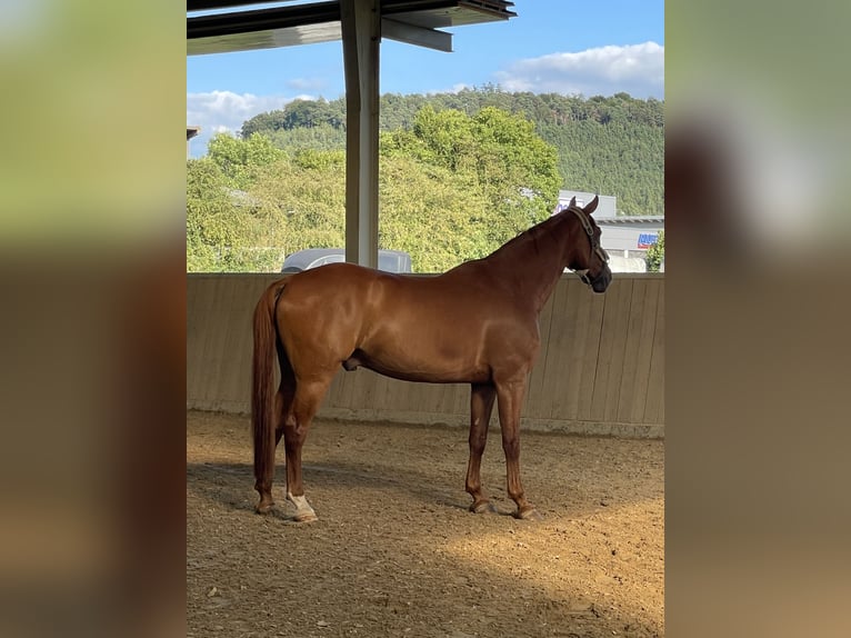 Belgisches Warmblut Wallach 8 Jahre 165 cm Fuchs in Hohenahr
