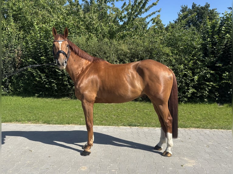 Belgisches Warmblut Wallach 8 Jahre 165 cm Fuchs in Lehrte