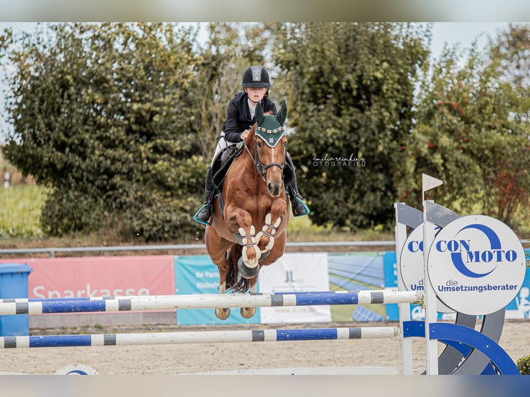 Belgisches Warmblut Wallach 8 Jahre 165 cm Fuchs in Lehrte