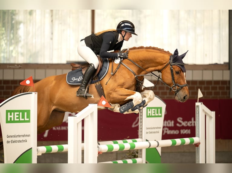 Belgisches Warmblut Wallach 8 Jahre 166 cm Fuchs in Tönisvorst