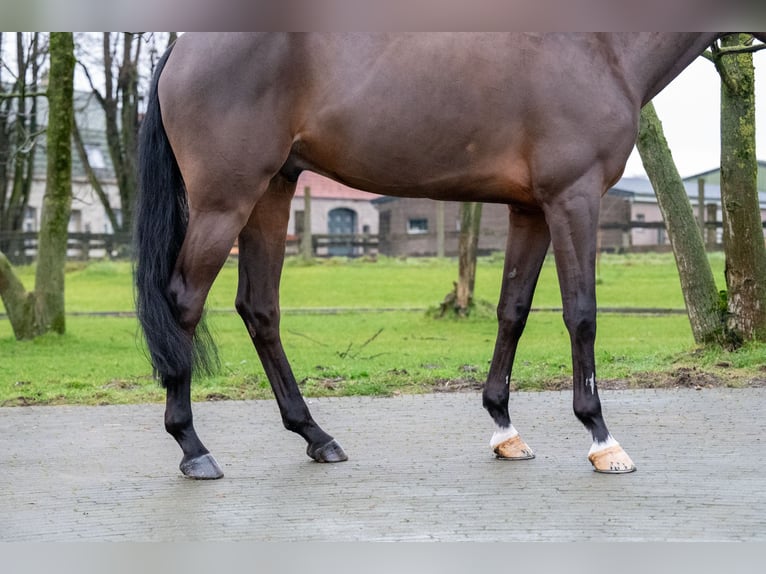 Belgisches Warmblut Wallach 8 Jahre 168 cm Brauner in Bocholt