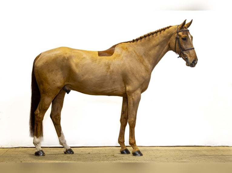Belgisches Warmblut Wallach 8 Jahre 168 cm Fuchs in GROTE-BROGEL