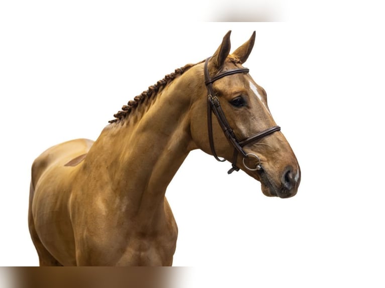 Belgisches Warmblut Wallach 8 Jahre 168 cm Fuchs in GROTE-BROGEL