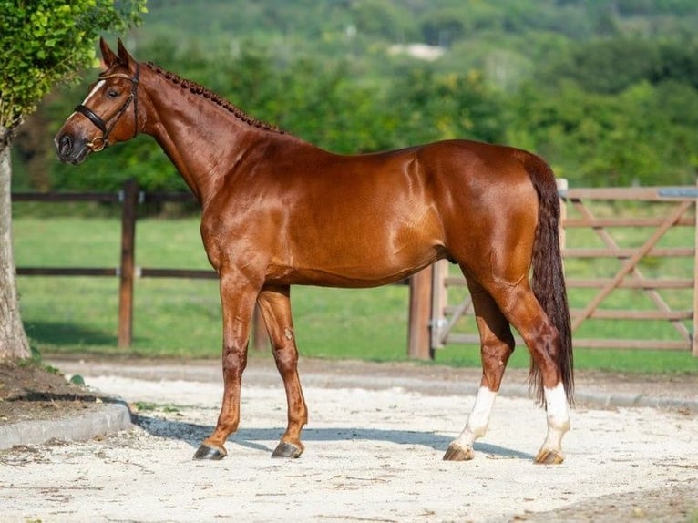Belgisches Warmblut Wallach 8 Jahre 170 cm Dunkelfuchs in T&#xF6;k