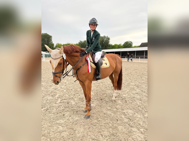 Belgisches Warmblut Wallach 8 Jahre 170 cm Dunkelfuchs in T&#xF6;k