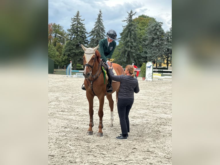 Belgisches Warmblut Wallach 8 Jahre 170 cm Dunkelfuchs in T&#xF6;k