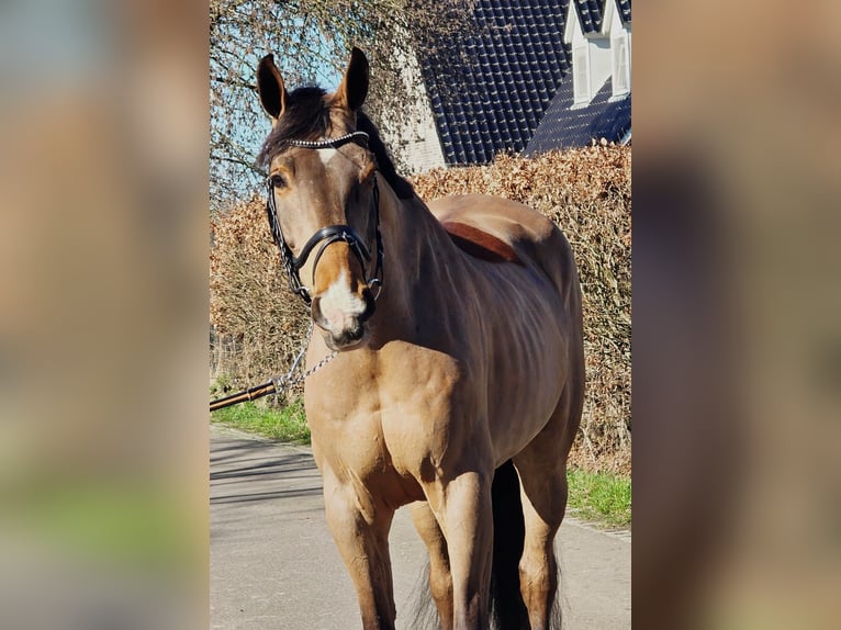 Belgisches Warmblut Wallach 8 Jahre 170 cm Hellbrauner in Someren