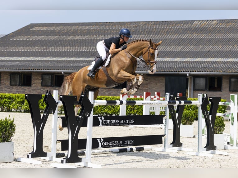 Belgisches Warmblut Wallach 8 Jahre 171 cm Fuchs in Waddinxveen