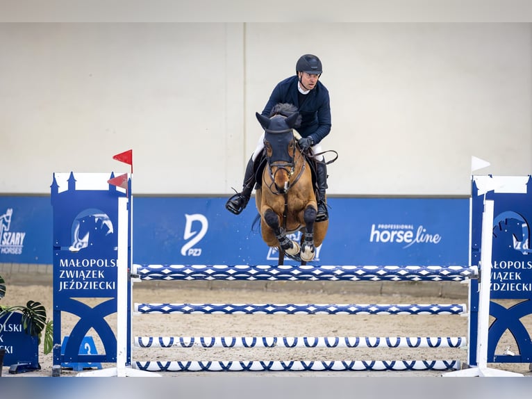 Belgisches Warmblut Wallach 8 Jahre 172 cm Brauner in Rząska