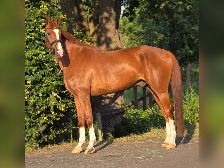 Belgisches Warmblut Wallach 8 Jahre 172 cm Fuchs in Weert