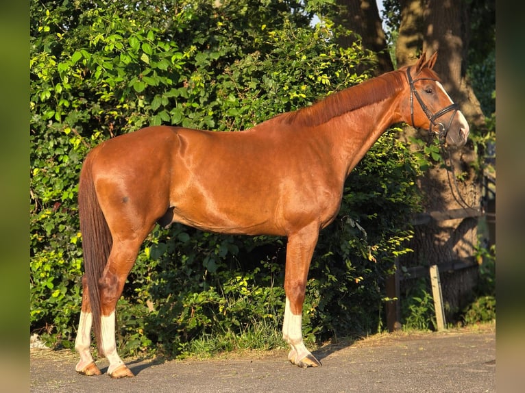 Belgisches Warmblut Wallach 8 Jahre 172 cm Fuchs in Weert