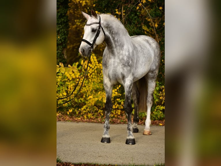 Belgisches Warmblut Wallach 8 Jahre 172 cm Schimmel in B&#xE9;k&#xE9;sszentandr&#xE1;s