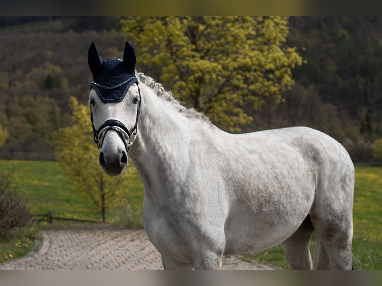 Belgisches Warmblut Wallach 8 Jahre 173 cm Blauschimmel in Haiger