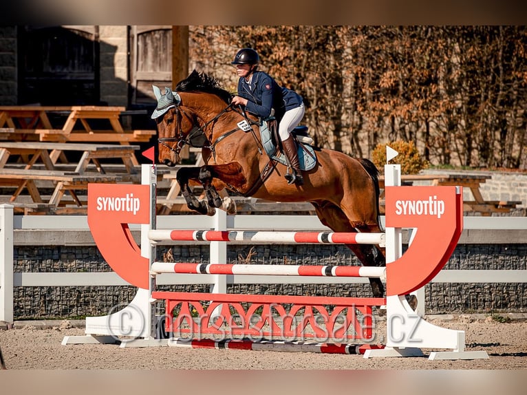 Belgisches Warmblut Wallach 8 Jahre 173 cm Brauner in Prag