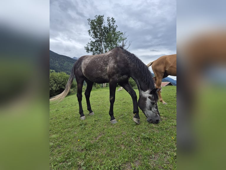 Belgisches Warmblut Wallach 8 Jahre 175 cm Apfelschimmel in Schlans