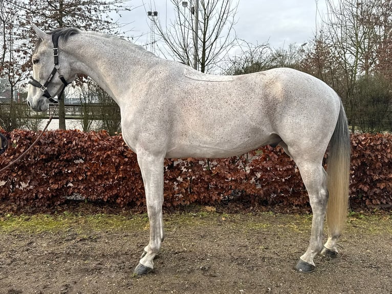 Belgisches Warmblut Wallach 8 Jahre 175 cm Fliegenschimmel in Asten Belgisches Warmblut Wallach 8 Jahre 175 cm Fliegenschimmel in Asten