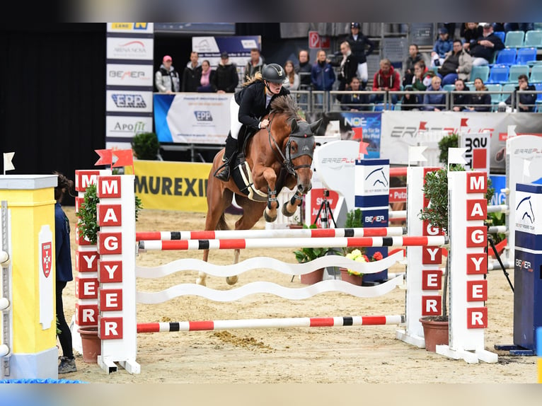 Belgisches Warmblut Wallach 8 Jahre 175 cm Fuchs in Neunkirchen