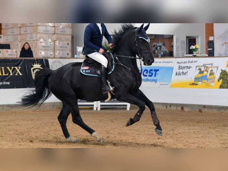 Belgisches Warmblut Wallach 8 Jahre 175 cm Rappe in Gmund am Tegernsee