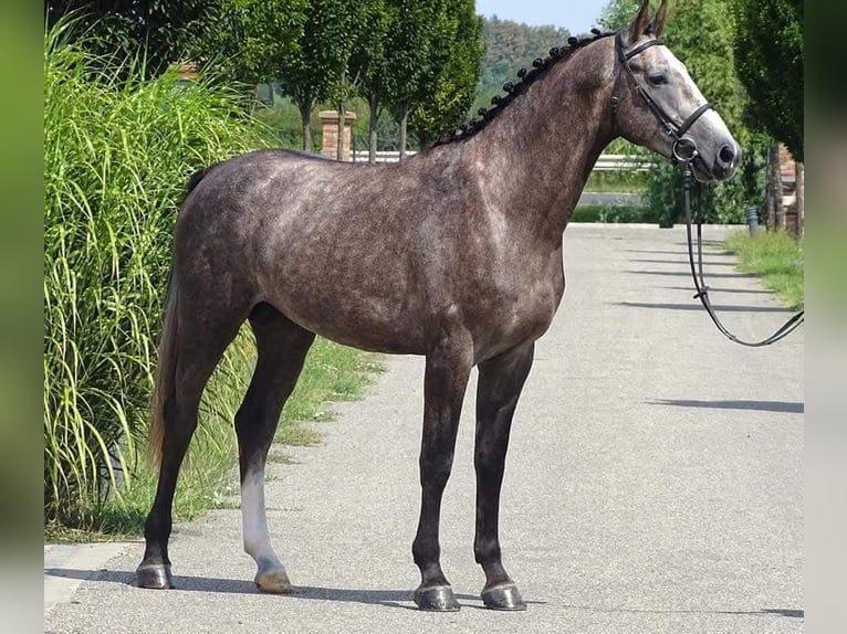 Belgisches Warmblut Wallach 8 Jahre 175 cm Schimmel in Budapest