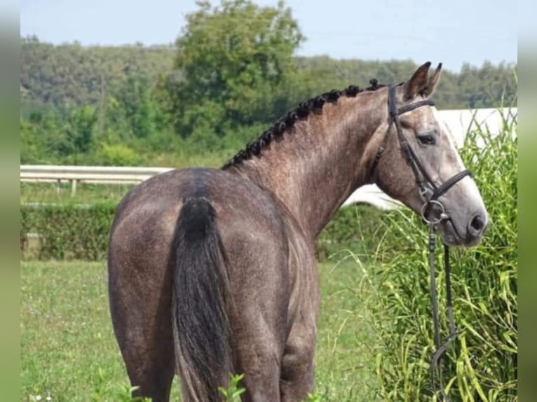 Belgisches Warmblut Wallach 8 Jahre 175 cm Schimmel in Budapest
