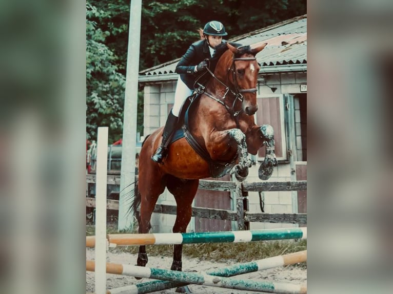 Belgisches Warmblut Wallach 8 Jahre 176 cm Brauner in Amblève