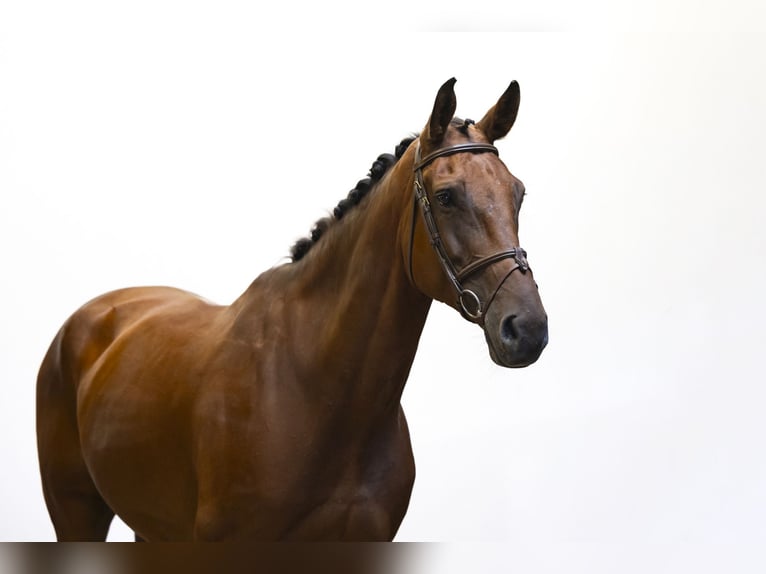 Belgisches Warmblut Wallach 8 Jahre 176 cm Brauner in Waddinxveen