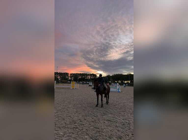 Belgisches Warmblut Wallach 8 Jahre 180 cm Brauner in Knokke