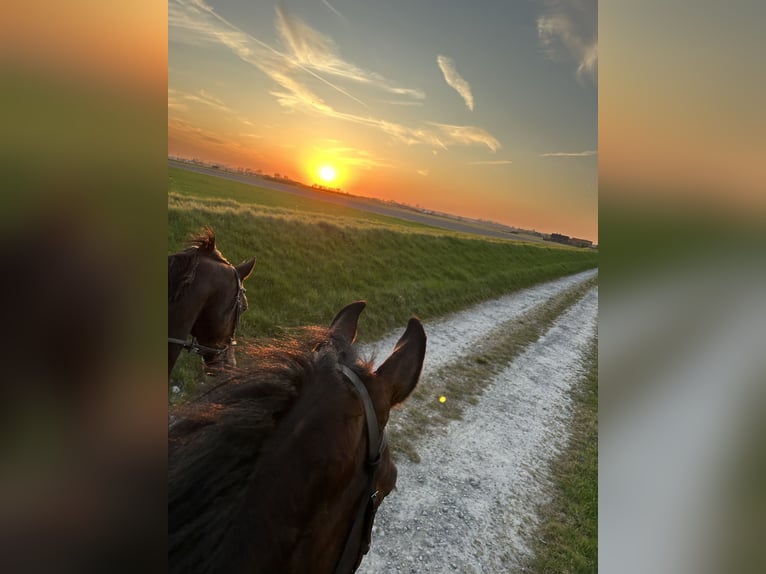 Belgisches Warmblut Wallach 8 Jahre 180 cm Brauner in Knokke