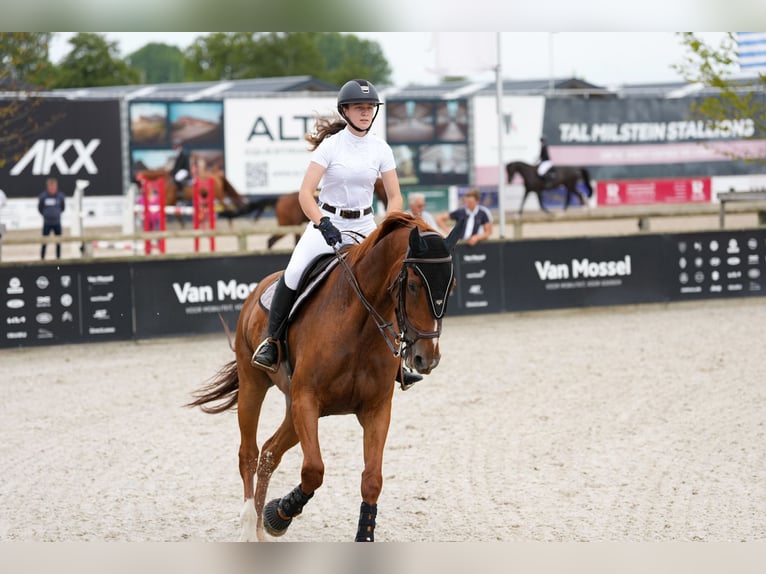 Belgisches Warmblut Wallach 8 Jahre 180 cm Fuchs in Lokeren