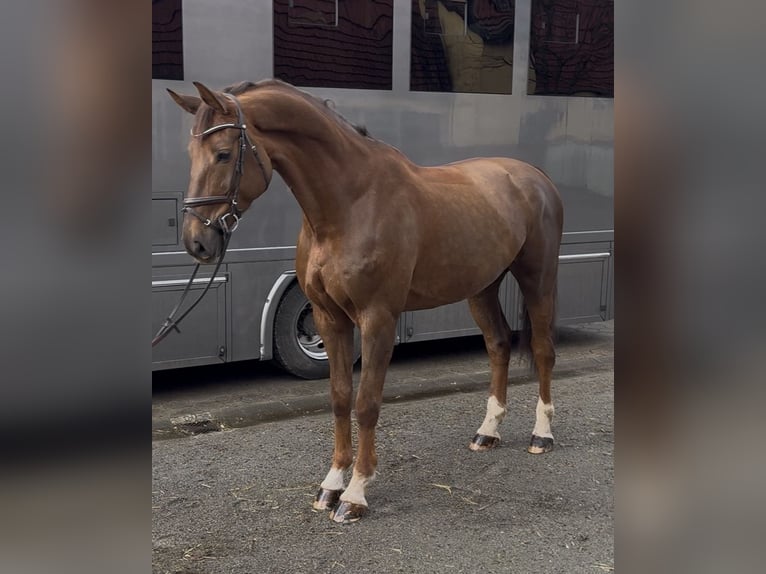 Belgisches Warmblut Wallach 8 Jahre 185 cm Dunkelfuchs in Salzhausen