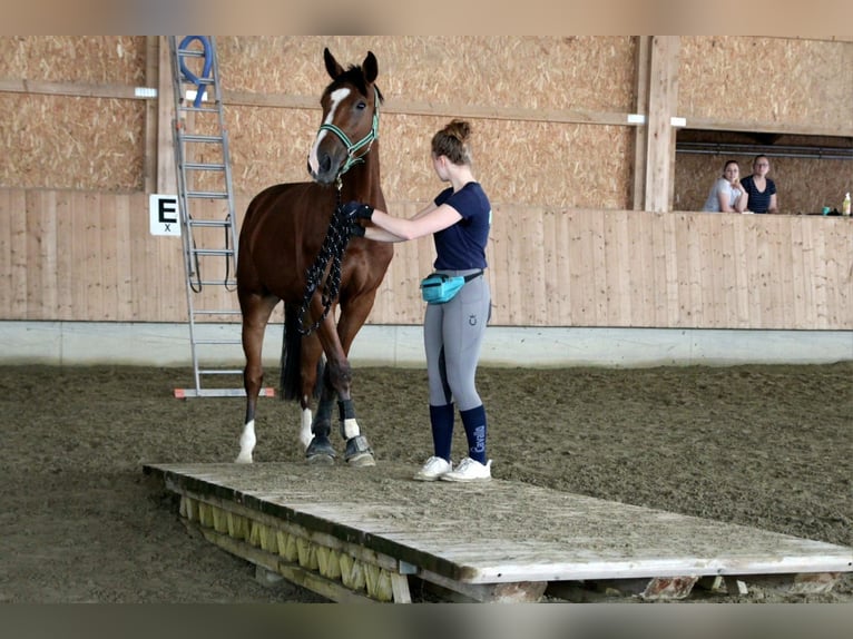 Belgisches Warmblut Wallach 8 Jahre in Weingarten
