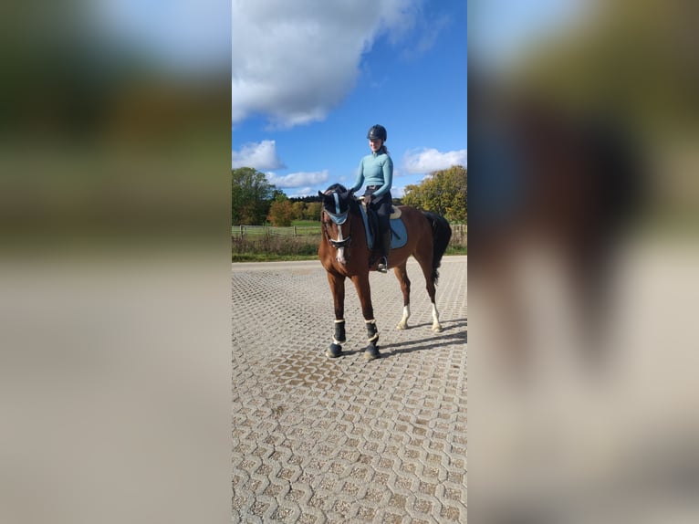 Belgisches Warmblut Wallach 8 Jahre in Weingarten