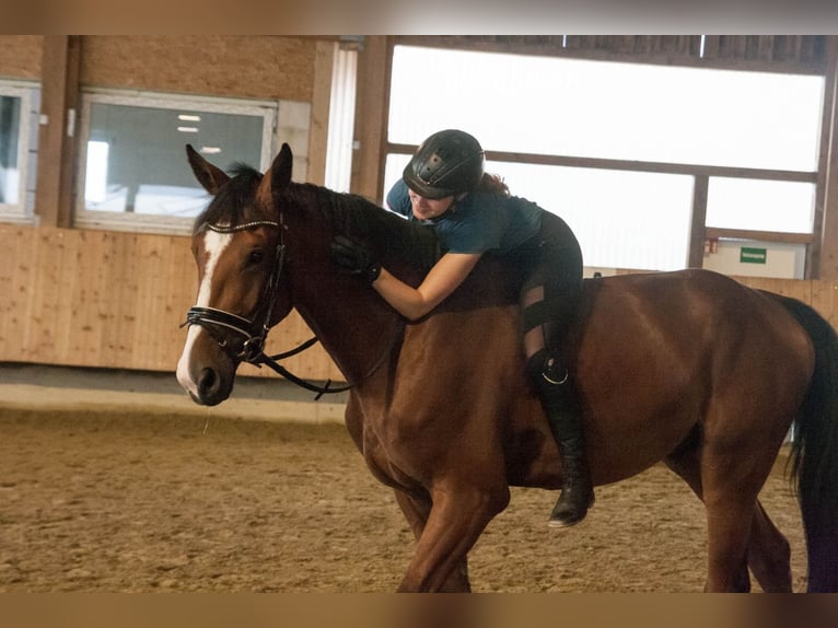 Belgisches Warmblut Wallach 8 Jahre in Weingarten