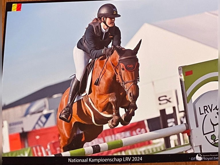 Belgisches Warmblut Wallach 9 Jahre 148 cm Dunkelbrauner in Asten