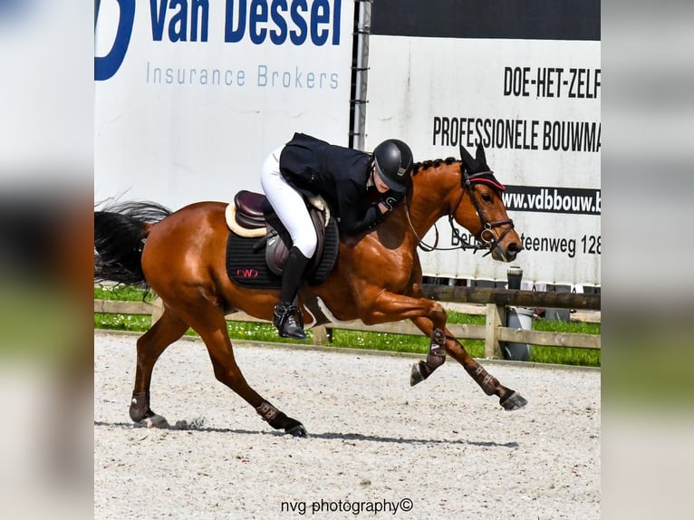 Belgisches Warmblut Wallach 9 Jahre 148 cm Dunkelbrauner in Asten