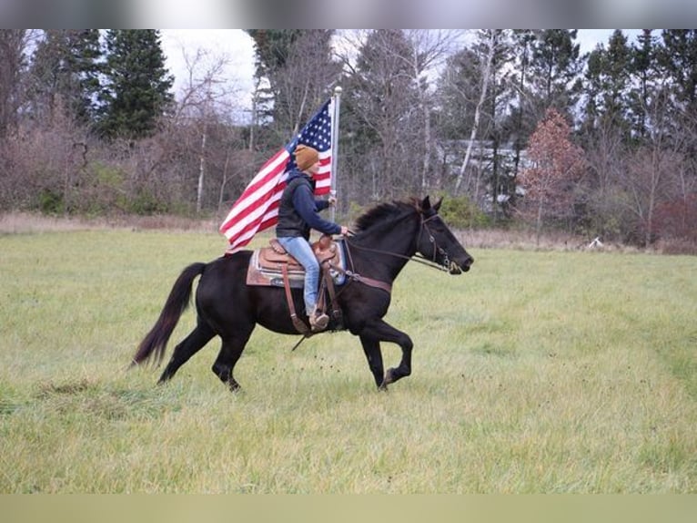 Belgisches Warmblut Wallach 9 Jahre 160 cm Rappe in Howell