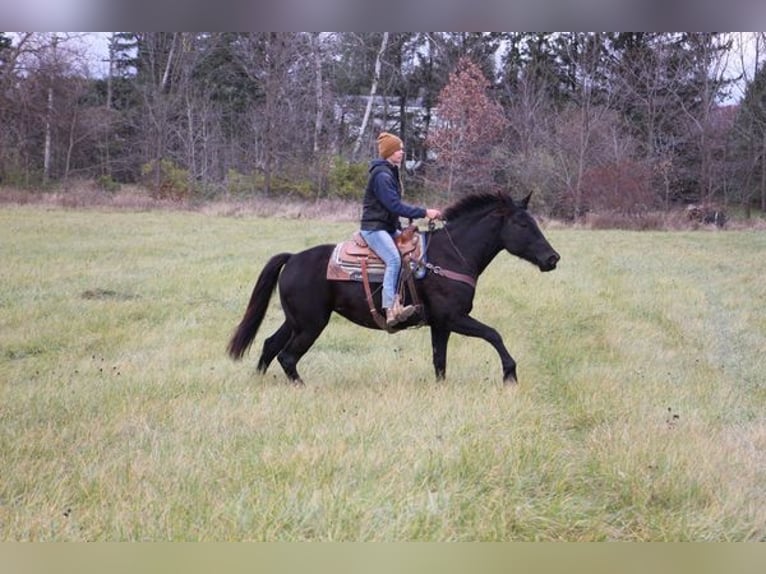 Belgisches Warmblut Wallach 9 Jahre 160 cm Rappe in Howell